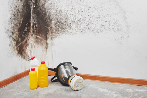 Best Mold Testing and Inspection Services in Staffd, OR