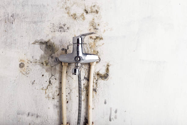 Best HVAC Mold Remediation in Staffd, OR