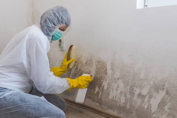 Best Localized Mold Remediation (e.g., coastal areas, humid climates) in Staffd, OR