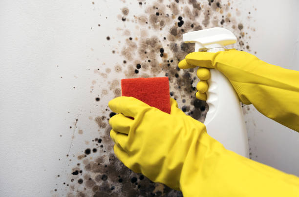 Best Insurance-Related Mold Remediation in Staffd, OR